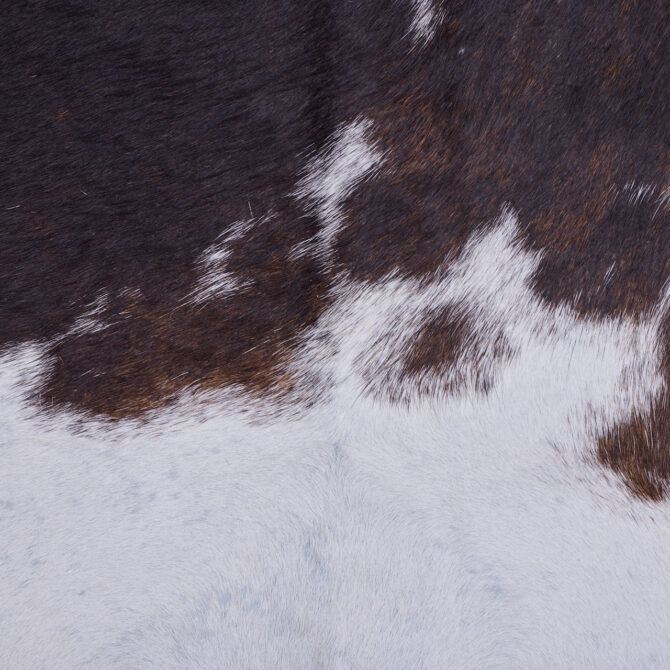 Cowhide Rug JAN25-057 (240cm x 200cm) - Image 2