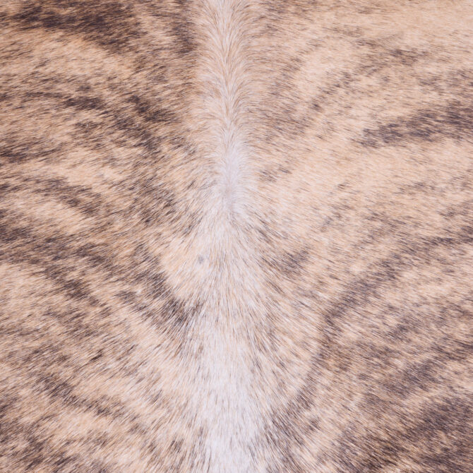 Cowhide Rug FEB25-176 (260cm x 220cm) - Image 4