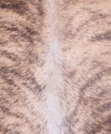 Cowhide Rug FEB25-176 (260cm x 220cm)